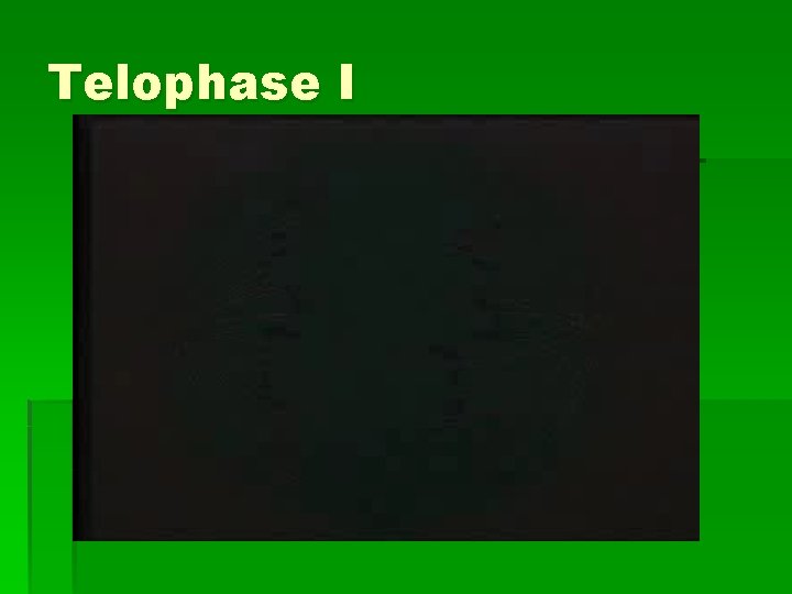 Telophase I 
