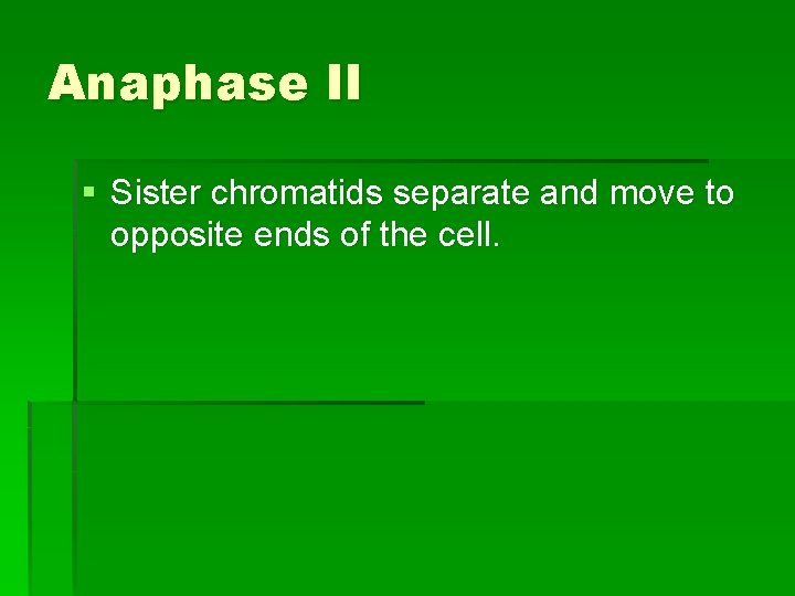 Anaphase II § Sister chromatids separate and move to opposite ends of the cell.