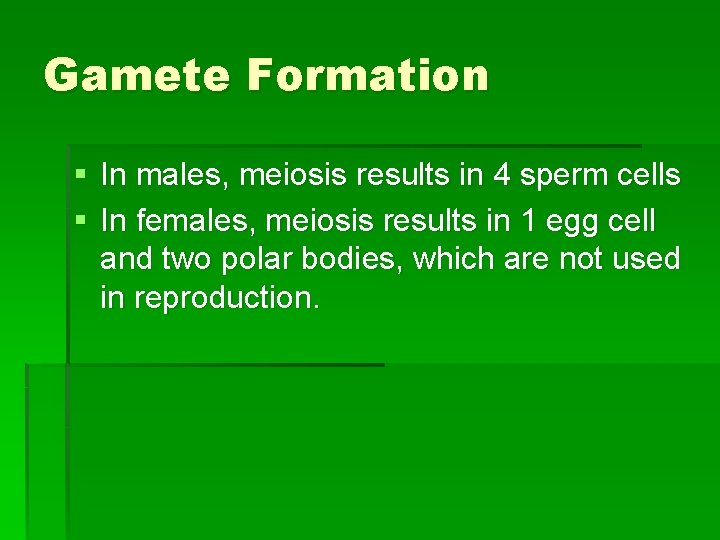 Gamete Formation § In males, meiosis results in 4 sperm cells § In females,