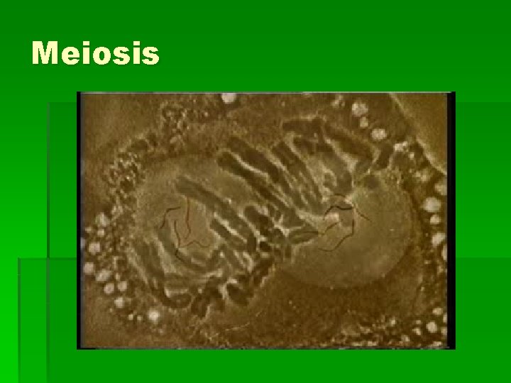 Meiosis 