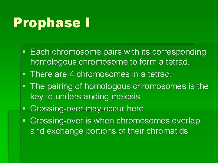 Prophase I § Each chromosome pairs with its corresponding homologous chromosome to form a