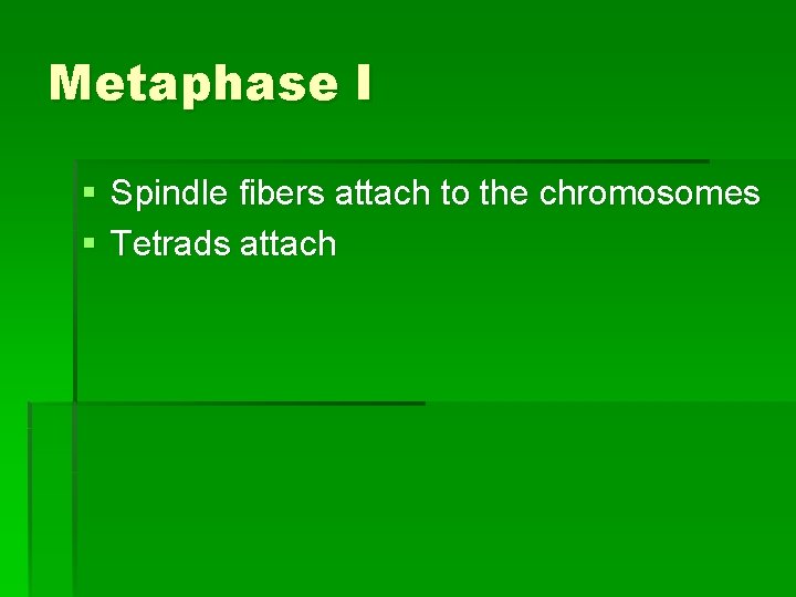 Metaphase I § Spindle fibers attach to the chromosomes § Tetrads attach 