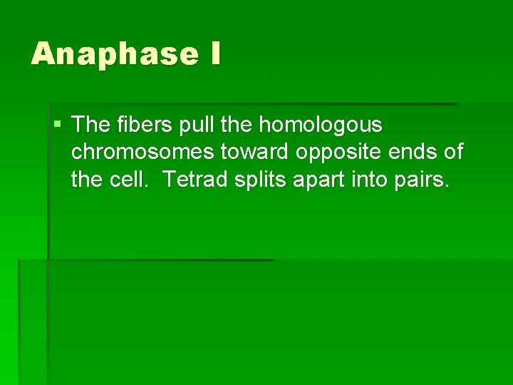 Anaphase I § The fibers pull the homologous chromosomes toward opposite ends of the