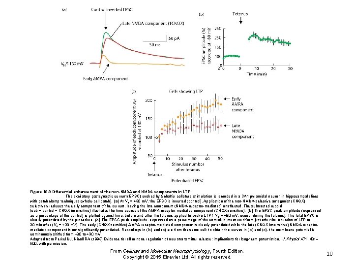 Figure 18. 9 Differential enhancement of the non-NMDA and NMDA components in LTP. The