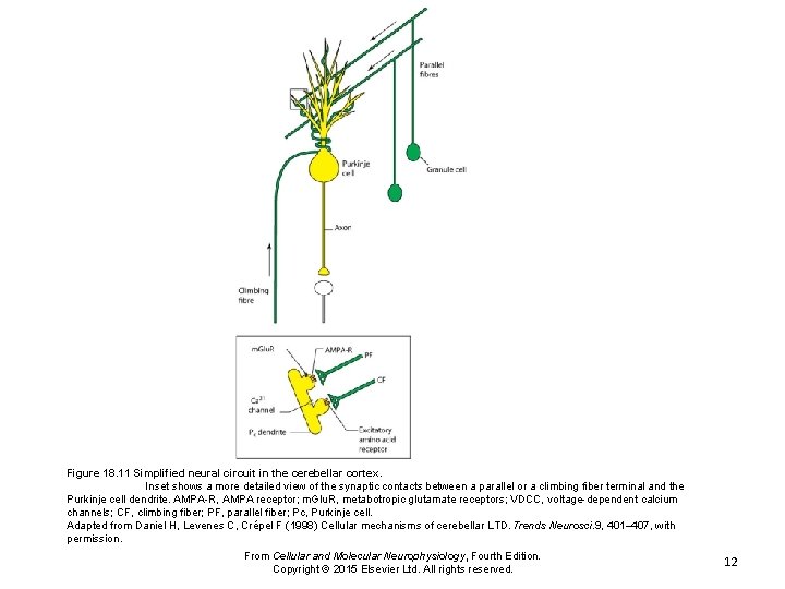 Figure 18. 11 Simplified neural circuit in the cerebellar cortex. Inset shows a more