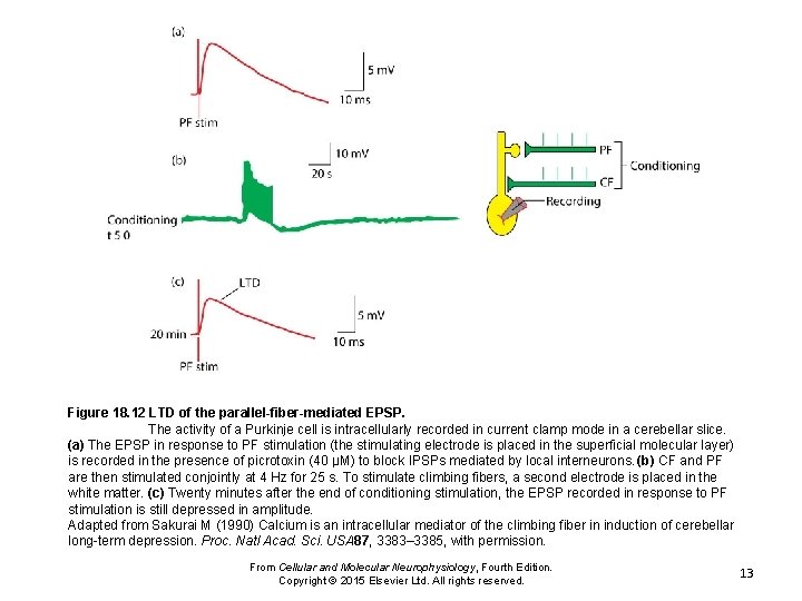 Figure 18. 12 LTD of the parallel-fiber-mediated EPSP. The activity of a Purkinje cell