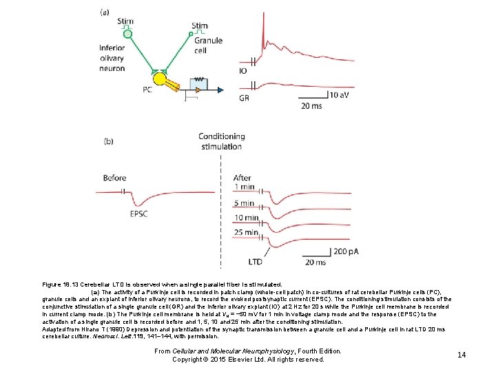 Figure 18. 13 Cerebellar LTD is observed when a single parallel fiber is stimulated.