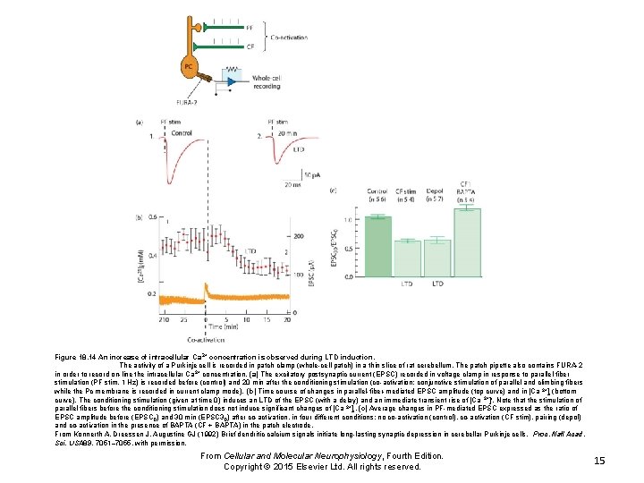 Figure 18. 14 An increase of intracellular Ca 2+ concentration is observed during LTD