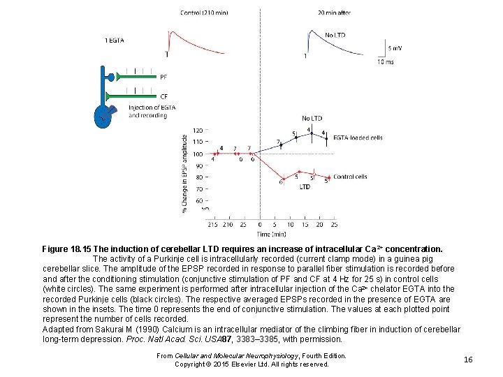 Figure 18. 15 The induction of cerebellar LTD requires an increase of intracellular Ca