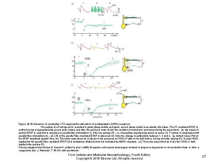 Figure 18. 16 Induction of cerebellar LTD requires the activation of postsynaptic AMPA receptors.