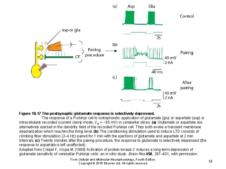 Figure 18. 17 The postsynaptic glutamate response is selectively depressed. The response of a