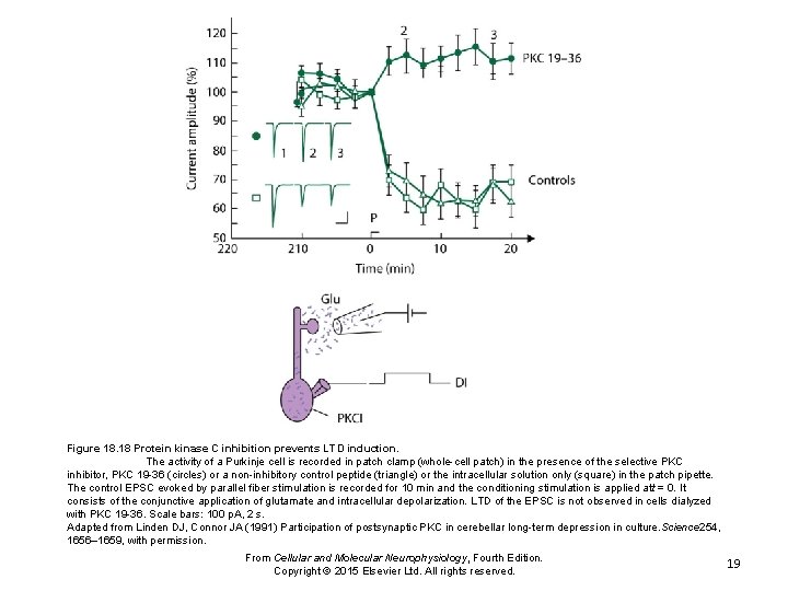 Figure 18. 18 Protein kinase C inhibition prevents LTD induction. The activity of a