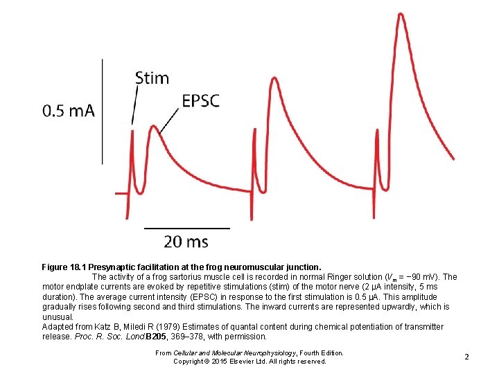 Figure 18. 1 Presynaptic facilitation at the frog neuromuscular junction. The activity of a