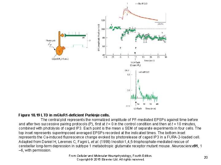 Figure 18. 19 LTD in m. Glu. R 1 -deficient Purkinje cells. The central