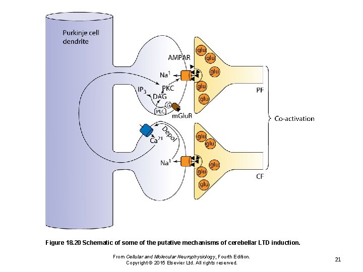 Figure 18. 20 Schematic of some of the putative mechanisms of cerebellar LTD induction.