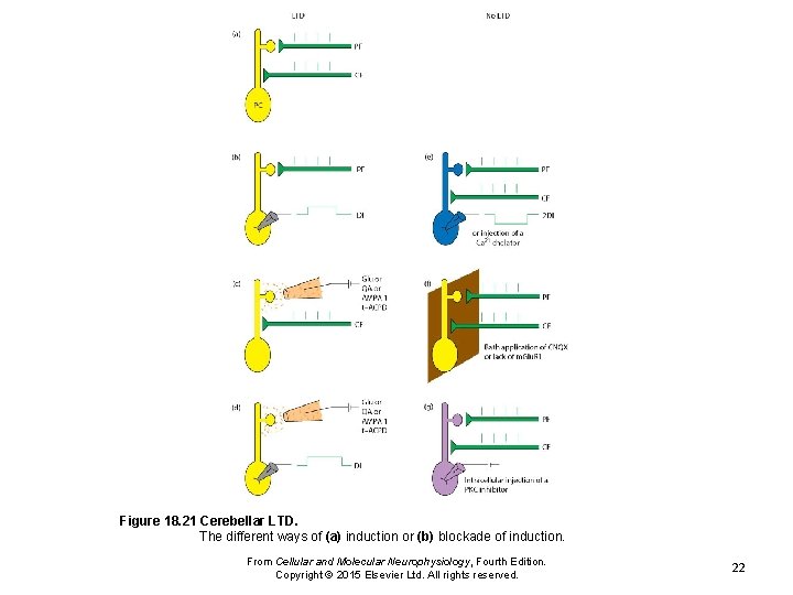 Figure 18. 21 Cerebellar LTD. The different ways of (a) induction or (b) blockade