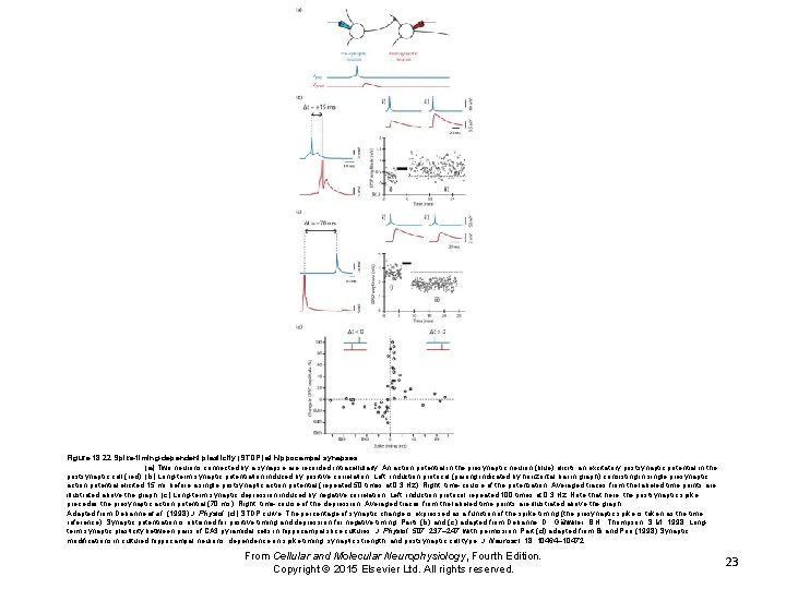 Figure 18. 22 Spike-timing-dependent plasticity (STDP) at hippocampal synapses. (a) Two neurons connected by