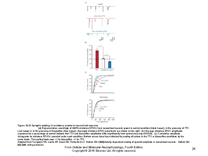 Figure 18. 23 Synaptic scaling of excitatory events in neocortical neurons. (a) Representative recordings