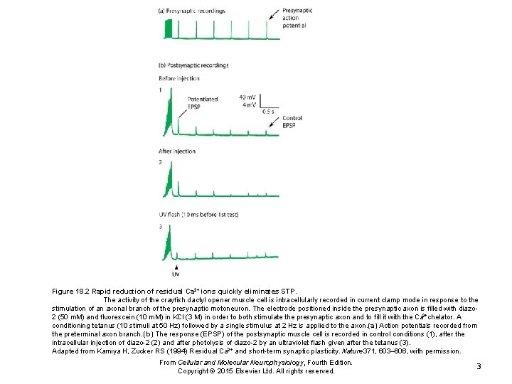 Figure 18. 2 Rapid reduction of residual Ca 2+ ions quickly eliminates STP. The