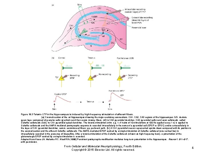 Figure 18. 3 Tetanic LTP in the hippocampus is induced by high-frequency stimulation of