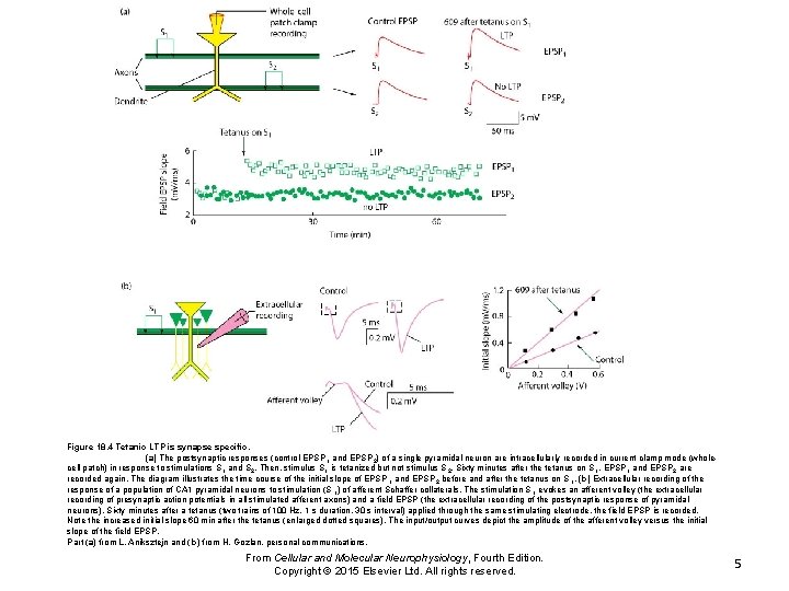 Figure 18. 4 Tetanic LTP is synapse specific. (a) The postsynaptic responses (control EPSP