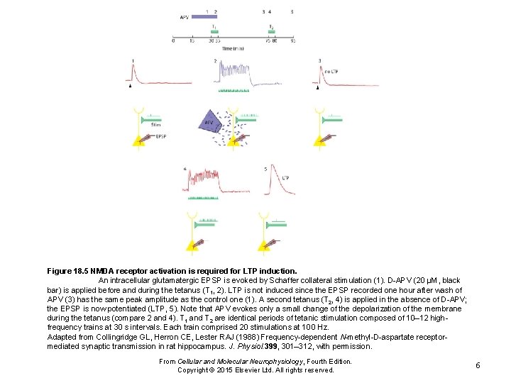 Figure 18. 5 NMDA receptor activation is required for LTP induction. An intracellular glutamatergic