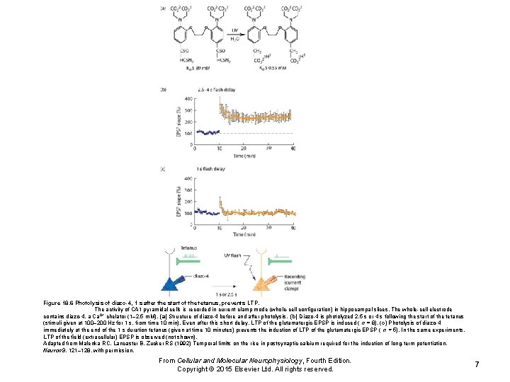 Figure 18. 6 Photolysis of diazo-4, 1 s after the start of the tetanus,