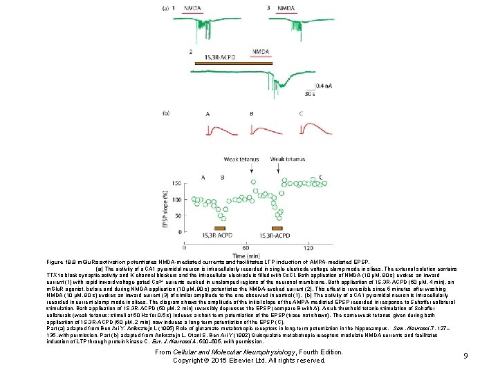 Figure 18. 8 m. Glu. Rs activation potentiates NMDA-mediated currents and facilitates LTP induction