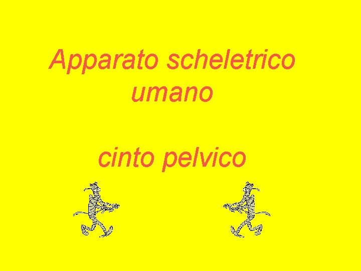 Apparato scheletrico umano cinto pelvico 