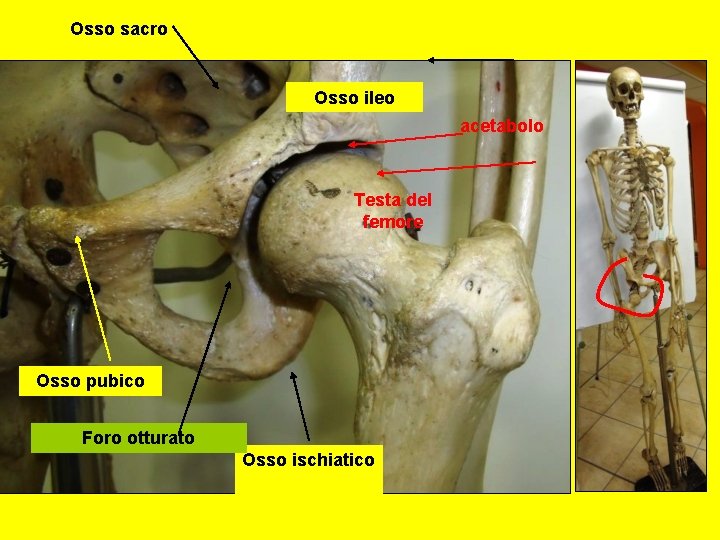 Osso sacro Osso ileo acetabolo Testa del femore Osso pubico Foro otturato Osso ischiatico