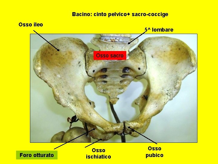 Bacino: cinto pelvico+ sacro-coccige Osso ileo 5^ lombare Osso sacro Foro otturato Osso ischiatico