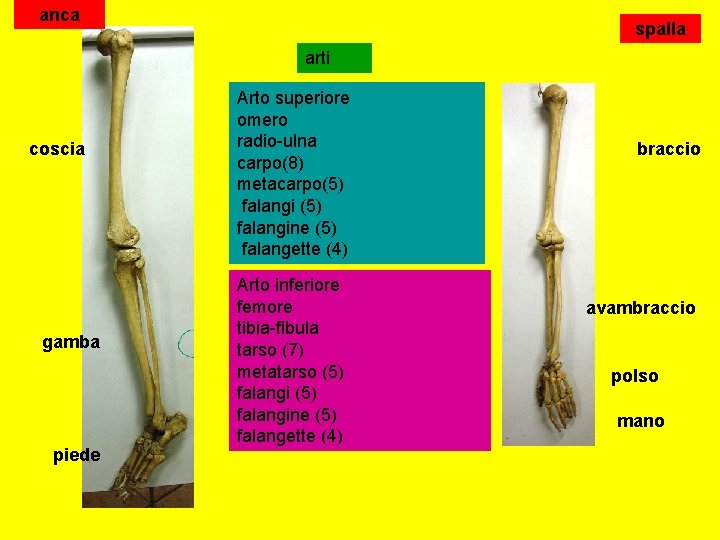 anca spalla arti coscia gamba piede Arto superiore omero radio-ulna carpo(8) metacarpo(5) falangine (5)