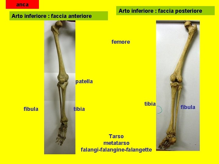 anca Arto inferiore : faccia anteriore Arto inferiore : faccia posteriore femore patella fibula