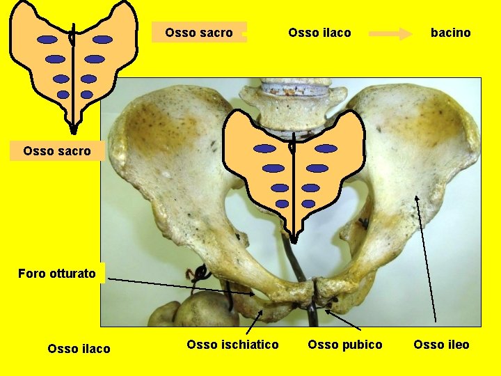 Osso sacro Osso ilaco bacino Osso sacro Foro otturato Osso ilaco Osso ischiatico Osso