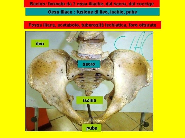 Bacino: formato da 2 ossa iliache, dal sacro, dal coccige Osso iliaco : fusione