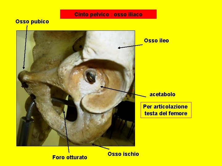 Cinto pelvico : osso iliaco Osso pubico Osso ileo acetabolo Per articolazione testa del