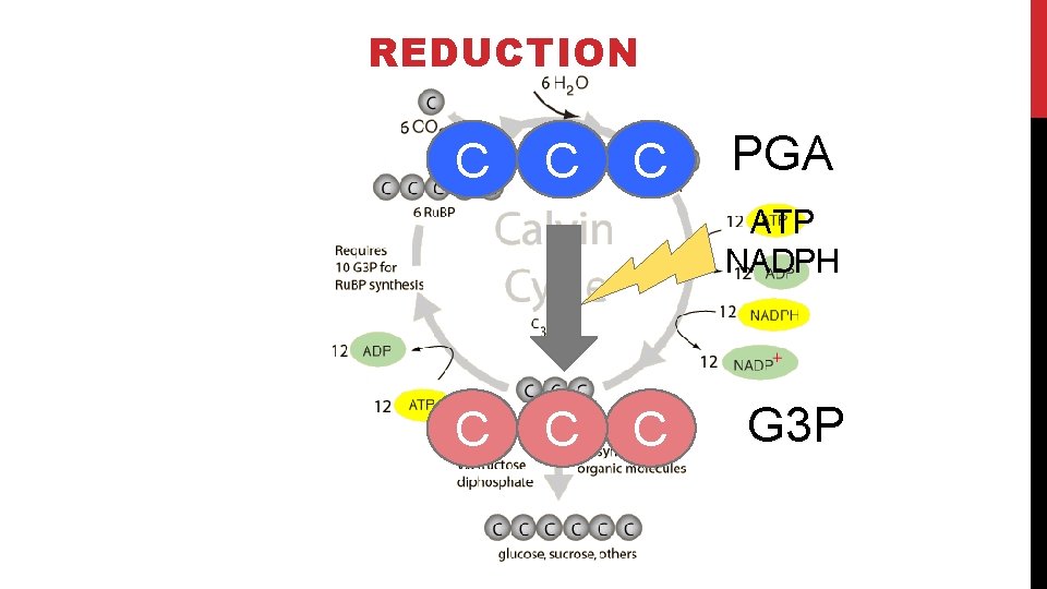 The Calvin Cycle REDUCTION C C C PGA ATP NADPH C C C G