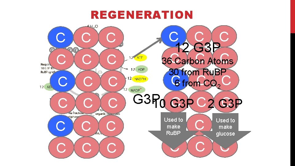 The Calvin Cycle REGENERATION C C C C 12 G 3 P C Atoms