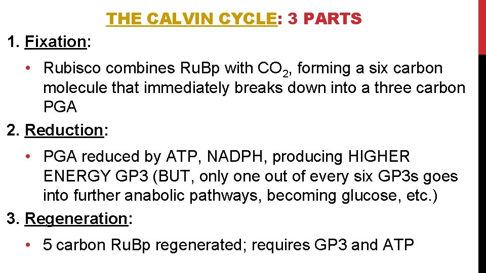 THE CALVIN CYCLE: 3 PARTS 1. Fixation: • Rubisco combines Ru. Bp with CO