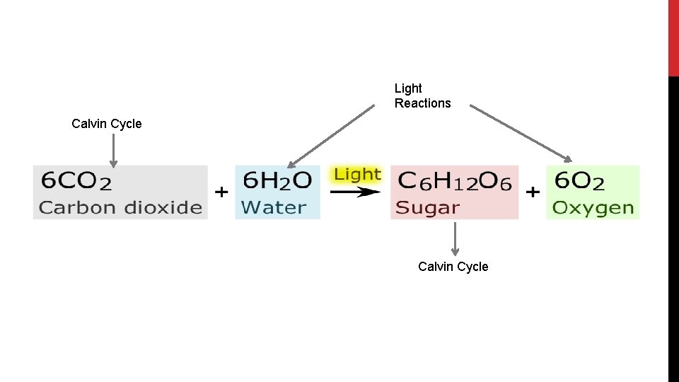 Light Reactions Calvin Cycle 