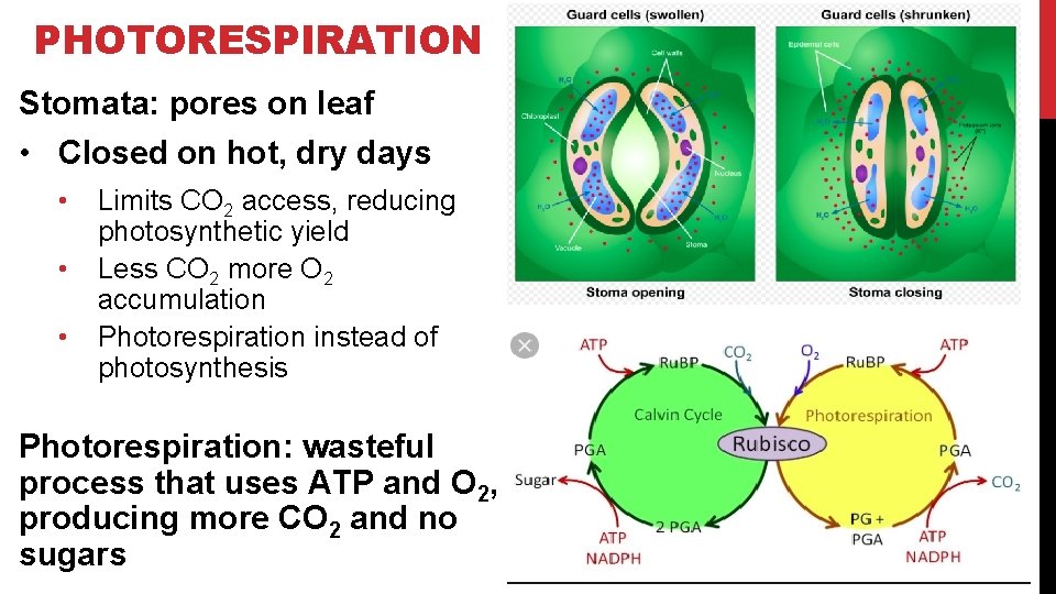 PHOTORESPIRATION Stomata: pores on leaf • Closed on hot, dry days • • •