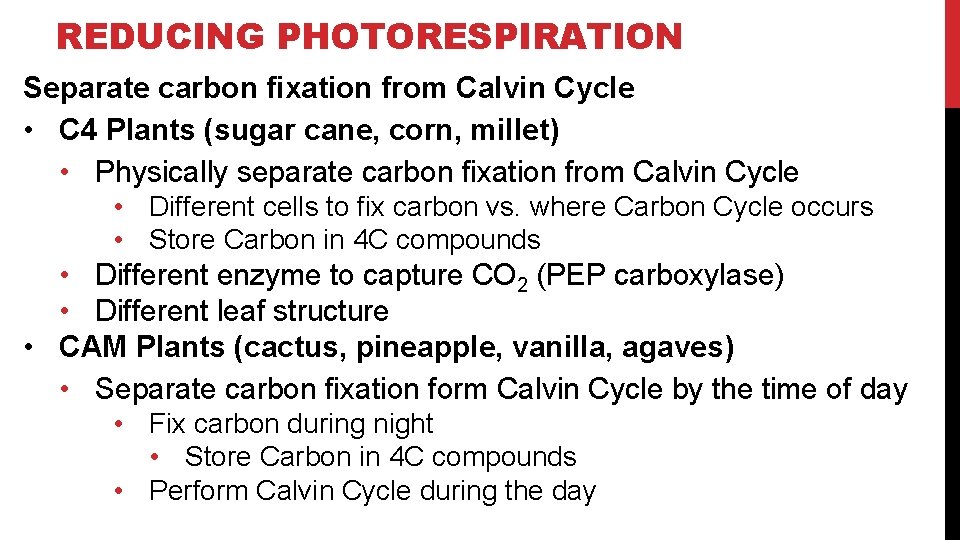 REDUCING PHOTORESPIRATION Separate carbon fixation from Calvin Cycle • C 4 Plants (sugar cane,