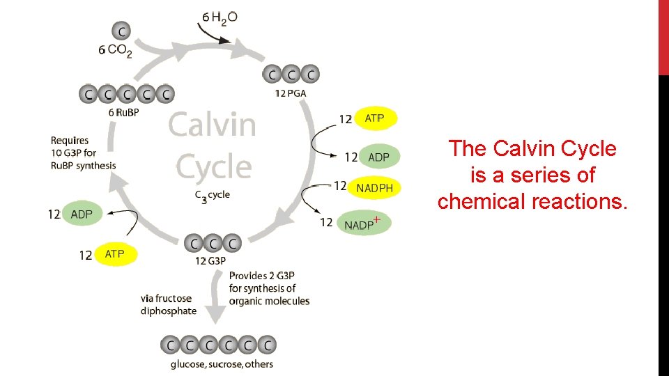 The Calvin Cycle is a series of chemical reactions. 