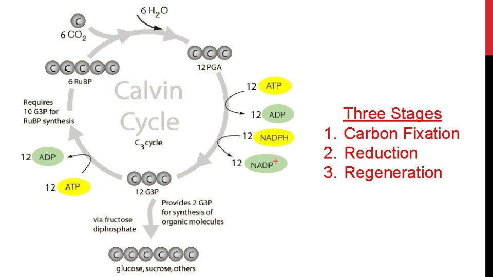 The Calvin Cycle Three Stages 1. Carbon Fixation 2. Reduction 3. Regeneration 