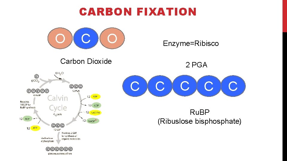 The Calvin Cycle CARBON FIXATION O C O Enzyme=Ribisco Carbon Dioxide 2 PGA C