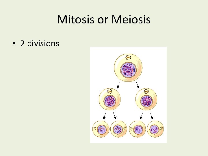 Mitosis or Meiosis • 2 divisions 