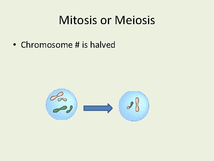 Mitosis or Meiosis • Chromosome # is halved 