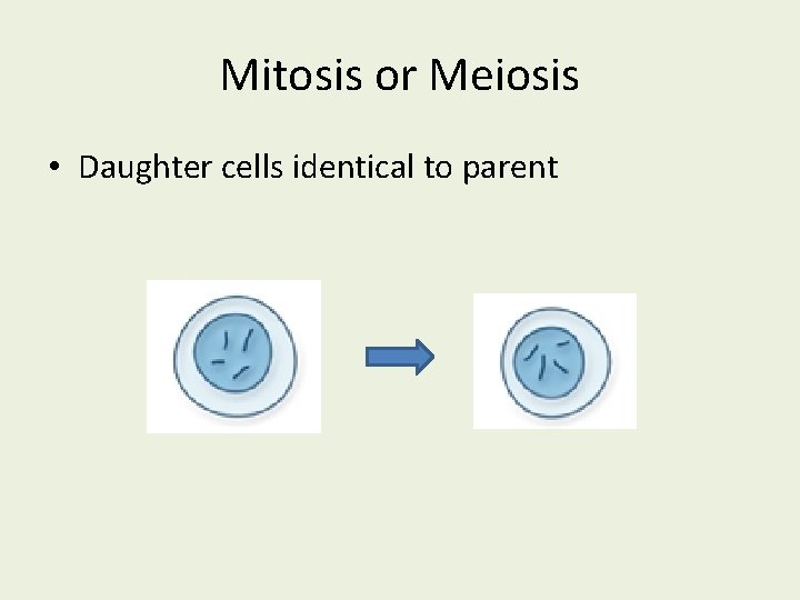 Mitosis or Meiosis • Daughter cells identical to parent 