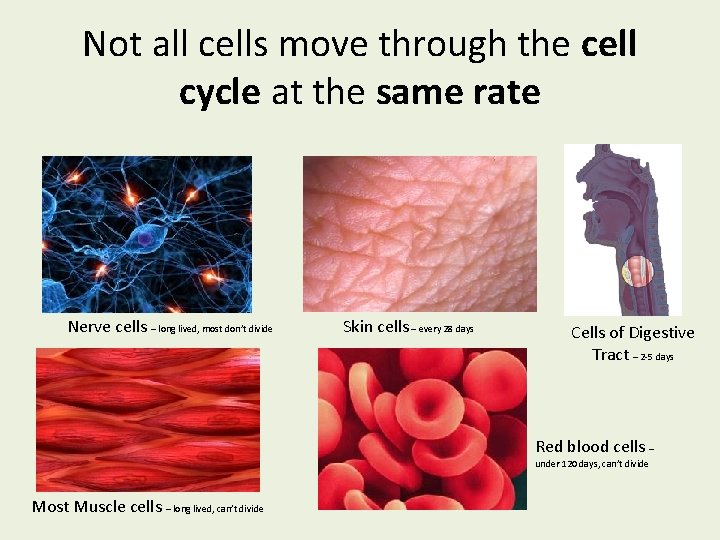 Not all cells move through the cell cycle at the same rate Nerve cells