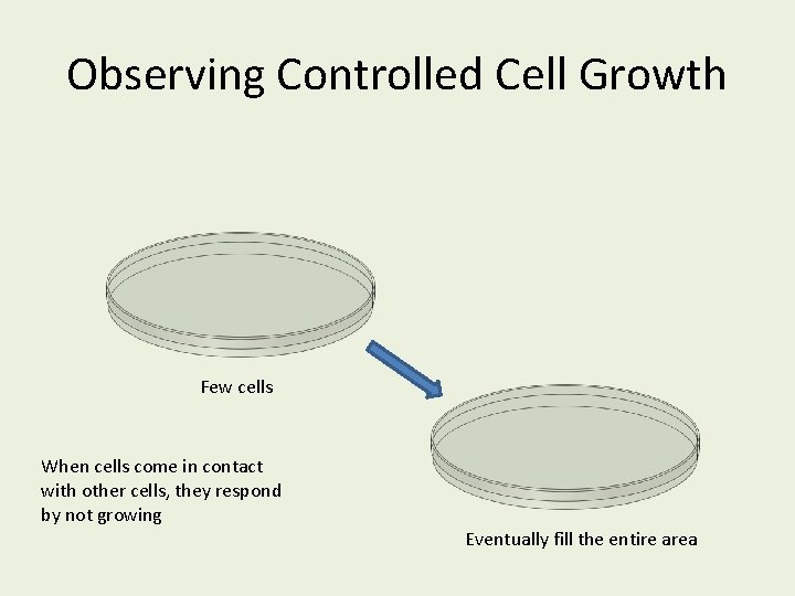 Observing Controlled Cell Growth Few cells When cells come in contact with other cells,